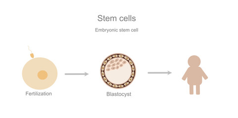 The development flowchart of embryonic stem cell from fertilization to blastocyst stage and differentiate into any adult cell type. 