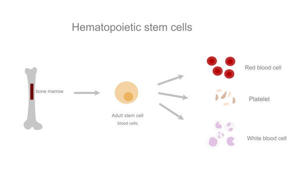 The picture represents the source of Hematopoietic stem cell that from bone marrow to any blood cell type : platelet, erythrocytes and lymphocytes.