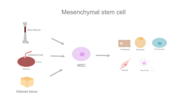 The diagram represent origin (bone marrow, umbilical cord, adipose tissue) and differentiation cell (adipocyte, chondrocyte, osteocyte, myocyte, neural cell) of mesenchymal stem cell (MSC).  