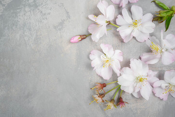 Fototapeta na wymiar White flower cherry blossom on a grey background postcard spring wallpaper
