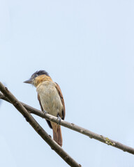 Mexican bighead bird perched on a branch with blue background