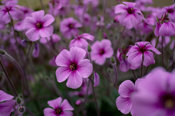 Purple flowers
