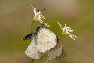 Macro shots, Beautiful nature scene. Closeup beautiful butterfly sitting on the flower in a summer garden.