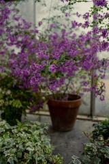 Fototapeta na wymiar Potted purple flower plant
