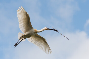 Eurasian spoonbill (Platalea leucorodia) in flight against a blue sky. Spoonbill on its way to its nest with nesting material.  Photographed in the Netherlands.