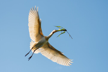 Eurasian spoonbill (Platalea leucorodia) in flight against a blue sky. Spoonbill on its way to its nest with nesting material.  Photographed in the Netherlands. - obrazy, fototapety, plakaty