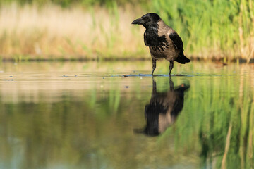 Hooded crow (Corvus cornix)