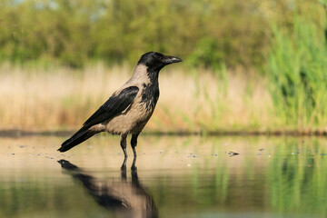Hooded crow (Corvus cornix)