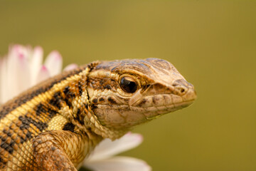Closeup  Beautiful lizard in the garden