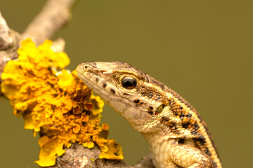 Closeup  Beautiful lizard in the garden