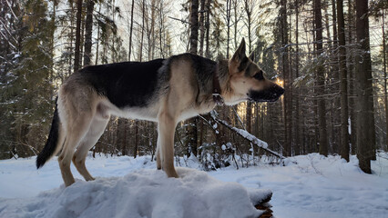 Fototapeta na wymiar Dog German Shepherd in a winter day and white snow arround. Waiting eastern European dog veo in cold weather