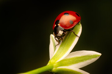 Macro shots, Beautiful nature scene.  Beautiful ladybug on leaf defocused background