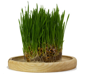 Wheat microgreens, wheat sprouts on a wooden dish close-up. Concept of healthy eating