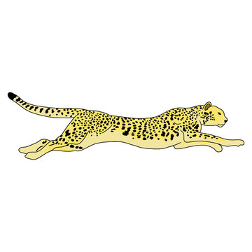 illustration of running cheetah