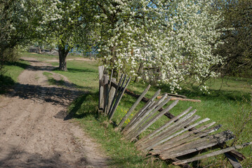 A fallen wooden fence near the road under a flowering tree.