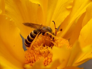 a bug in an orange flower
