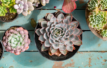 Miniature succulent plants (succulent cactus) at the garden