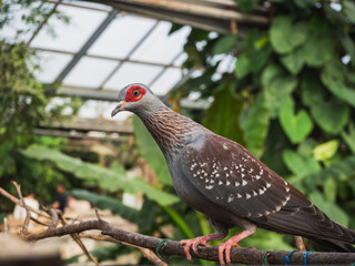 Speckled Pigeon (Columba Guinea) perched on a branch - a species of medium-sized bird from the pigeon family (Columbidae), living in sub-Saharan Africa. In the farm of crocodiles at Pierrelatte