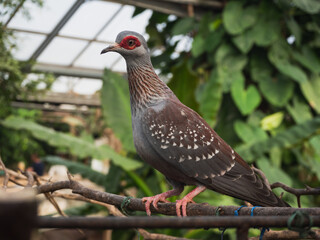 Speckled Pigeon (Columba Guinea) perched on a branch - a species of medium-sized bird from the pigeon family (Columbidae), living in sub-Saharan Africa. In the farm of crocodiles at Pierrelatte