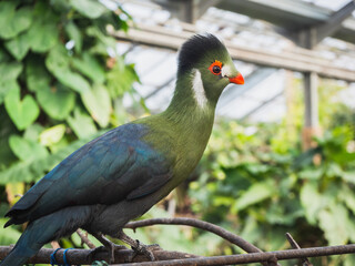 Portrait of African colorful bird, Knysna Turaco, Tauraco corythaix. Close-up, white crested rare exotic lourie. In the farm of crocodiles at Pierrelatte