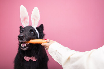 Belgian Shepherd dog dressed up as a bunny for Easter and a woman giving him a carrot.