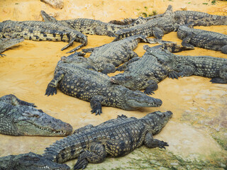 Crocodiles in the farm of crocodiles at Pierrelatte in the department of Drôme in France