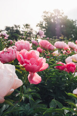 Beautiful fresh coral pink peony flowers in full bloom in the garden, close up. Summer natural flowery background.