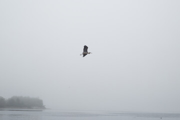 Crane in the fog