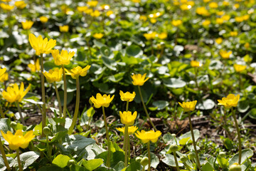 First yellow spring flowers. Yellow marsh marigold in the forest.