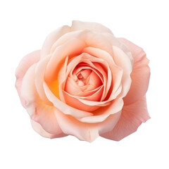 Fototapeta na wymiar Rose flower isolated. Illustration AI Generative.