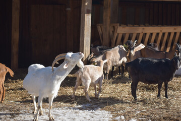 white goat stretches its head towards the sun, animal pen, sunny day