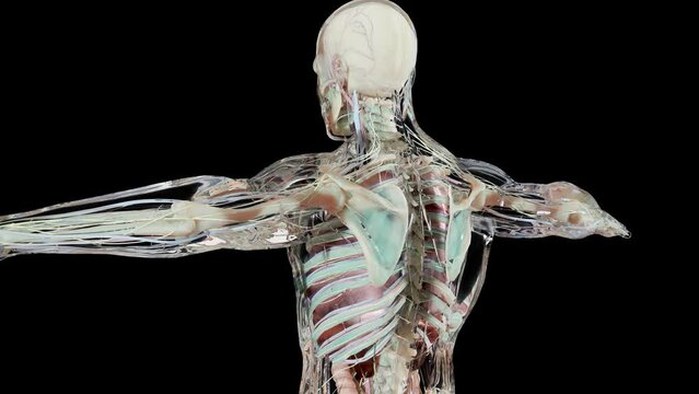Human anatomy, muscles, organs, bones. Creative color palettes and designer details, unstructured showing parts, loop animation, 3d render