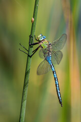 The emperor dragonfly or blue emperor (Anax imperator) 