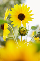 Blooming Sunflower