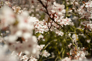 Cherry Blossoms