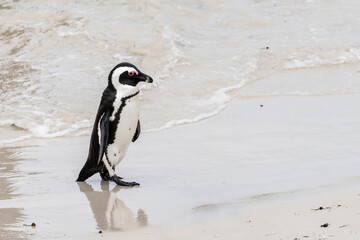 Fototapeta premium penguin walking on wet sand at Boulders beach, Cape Town
