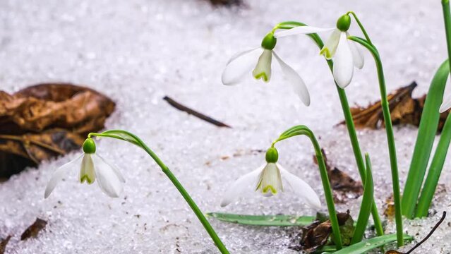 Closeup Snowdrop flowers blooming and snow melting fast in forest park spring time lapse