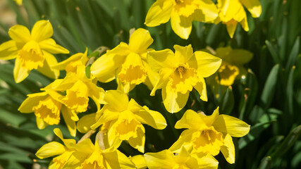 Yellow flowers in sunlight. Close to yellow daffodils. Daffodils in the sunlight. Bee and yellow daffodil. A bee collects flower pollen