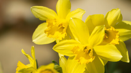 Yellow flowers in sunlight. Close to yellow daffodils. Daffodils in the sunlight. Bee and yellow daffodil. A bee collects flower pollen