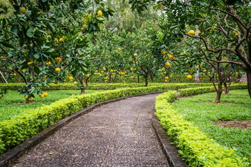 Pomelo garden