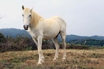 Naklejka na ściany i meble white horse in the field