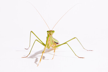 Praying Mantis on White