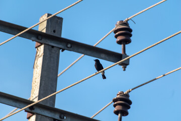 Fototapeta na wymiar A Pied Bushchat (Saxicola Caprata) bird perched on an electric wire in Hassan in Karnataka.