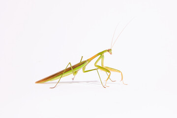Praying Mantis on White