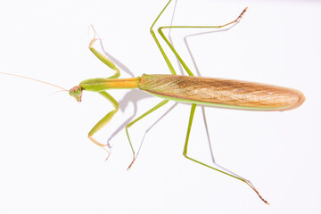 Praying Mantis