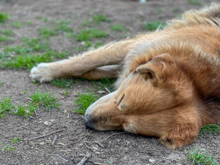 A big brown dog is sleeping on the ground. Street dog. Stray dog.