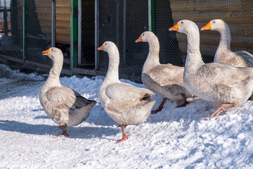geese on the snow
