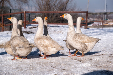 geese on the snow