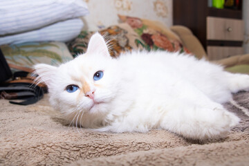 Obraz premium White fluffy cat with blue eyes sleeps on bed