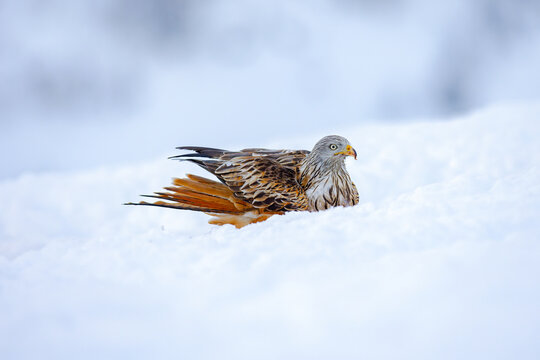 Red kite bird of prey on snowy ground